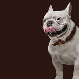 從插畫視角解讀寵物食品 色彩、故事與健康的美好交匯