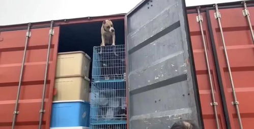 守護契約，愛心送達 多格漫捐贈價值12萬元寵物食品援助浦江王阿姨流浪狗基地